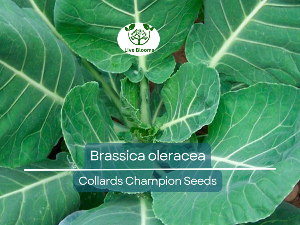 300 Seeds Collards Champion Heirloom Greens - Brassica oleracea | High-Yield, Nutritious Dark Green Leaves for Planting
