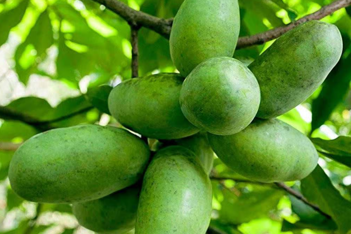 Pawpaw Tree - 1-2 Ft Live Edible Fruit Tree - Asimina triloba - Cold Hardy for Home Gardens & Full Sun