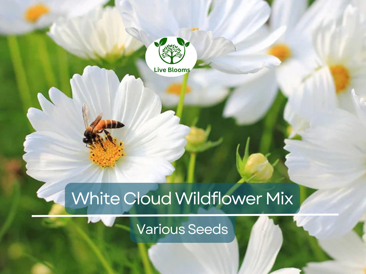 1000 Seeds White Cloud 9 Wildflower Mix - Heirloom Non-GMO White Bloom Blend for Moon Gardens & Pollinators - Ideal for Memorials