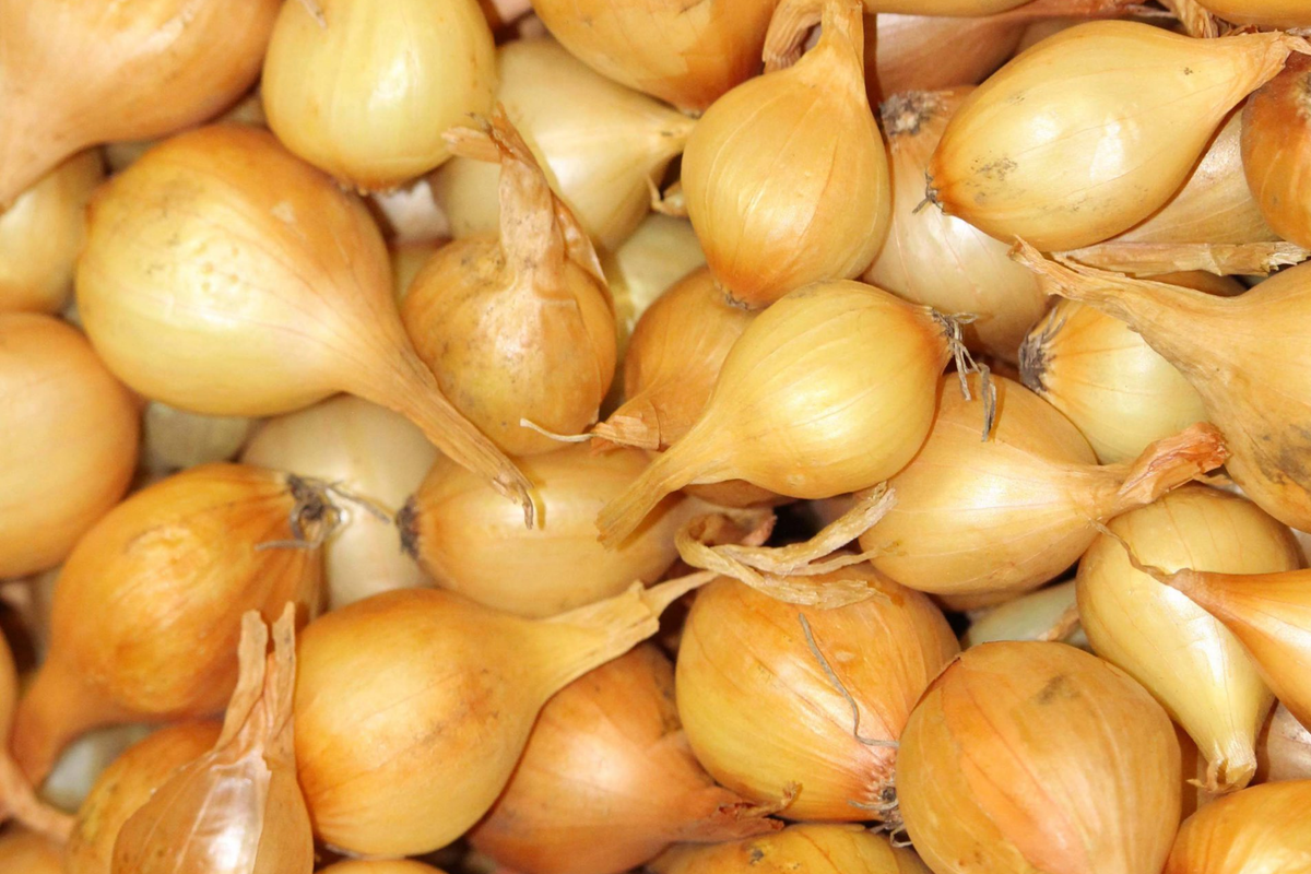 Yellow Onion Sets 8 oz. Stuttgarter Variety Non-GMO Bulbs for Easy Planting & Storage Allium cepa