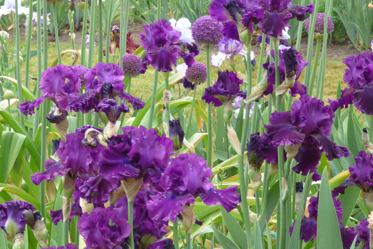 For Veronica Iris Plant Quart Pot | Wine-Black Flowers | Hardy Perennial | Iris germanica ‘For Veronica’ | Zones 3-10