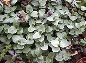10 Unrooted Cuttings Dwarf Bolivian Wandering Jew | Callisia repens | Mini Trailing Plant for Pots & Terrariums