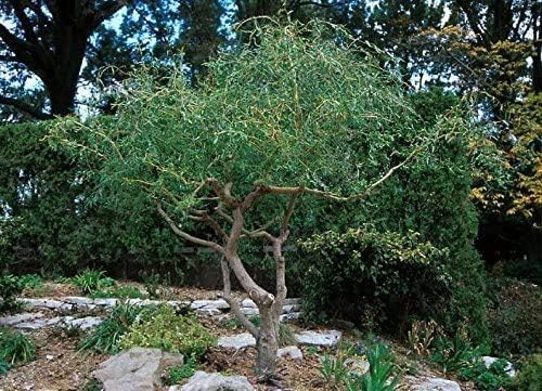 8 Live Kelli's Curly Corkscrew Willow Cuttings | Ornamental Tree Cuttings | Unique Twisted Branches | Salix matsudana 'Kelli'