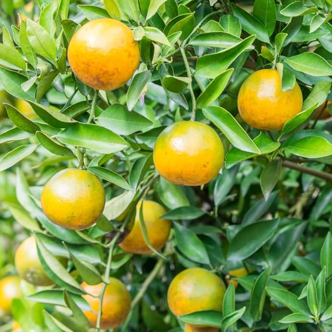 Rooted Calamansi Plant 2”-3” | Calamondin Citrus × microcarpa | Live Bare Root Citrus Tree for Home & Garden