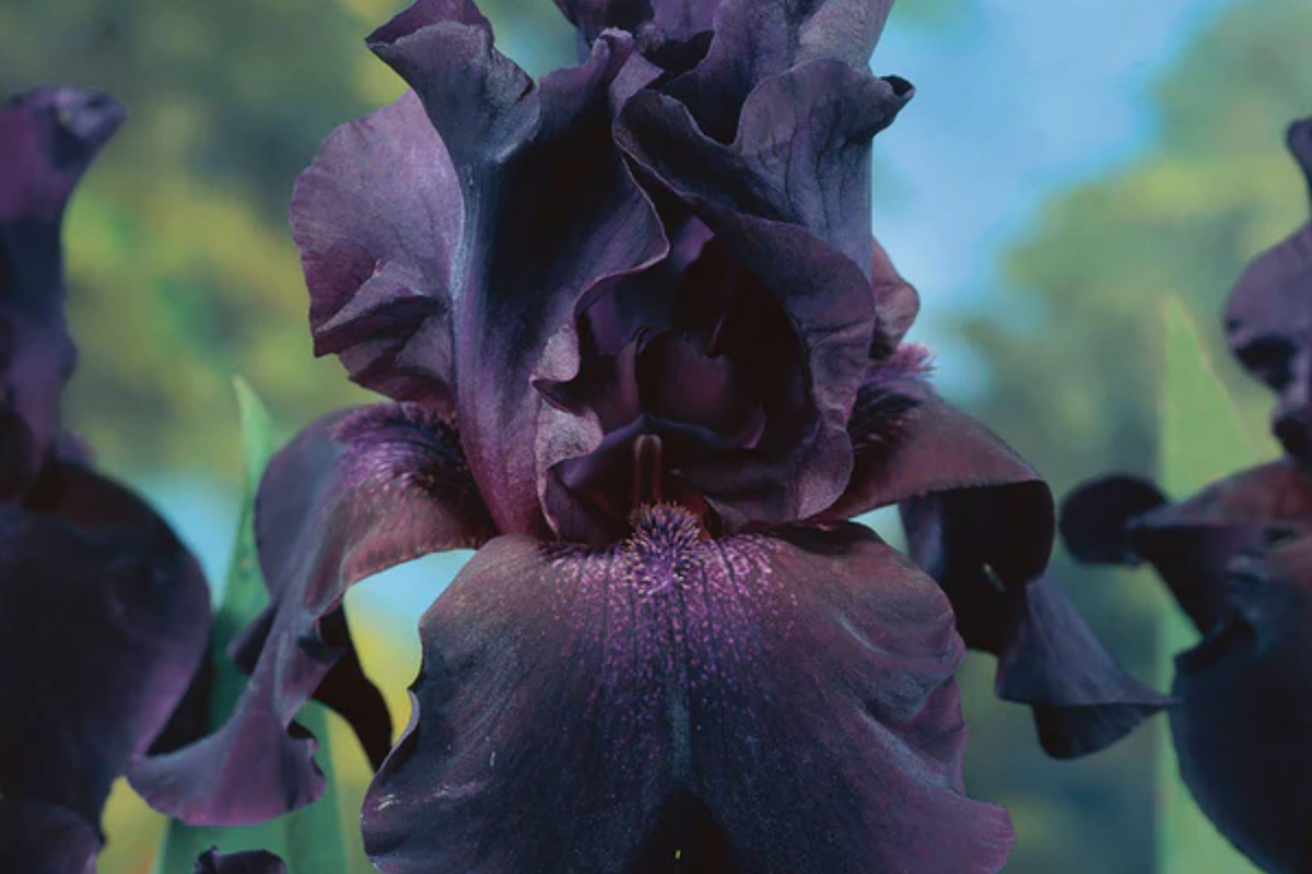 Superstition Iris Plant in Quart Pot | Deep Purple-Black Flowers | Iris germanica ‘Superstition’ | Hardy Perennial for Zones 4-10