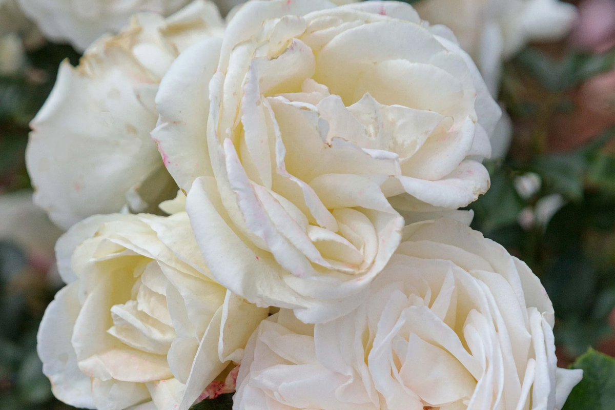 Top Cream™ Rose - 1.5 Gal Pot | Fragrant Creamy White Hybrid Tea Rose | Rosa 'Meiroguste' | Disease Resistant, 100+ Petals
