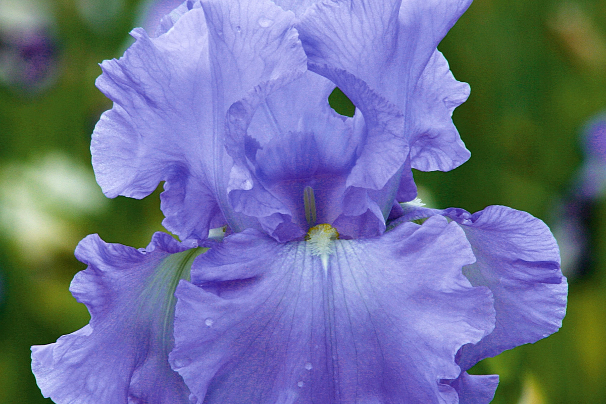 Open Ocean Bearded Iris Quart Pot | Reblooming Lilac Blue Perennial | Iris germanica 'Open Ocean' | Deer Resistant, Hardy Zones 3-10