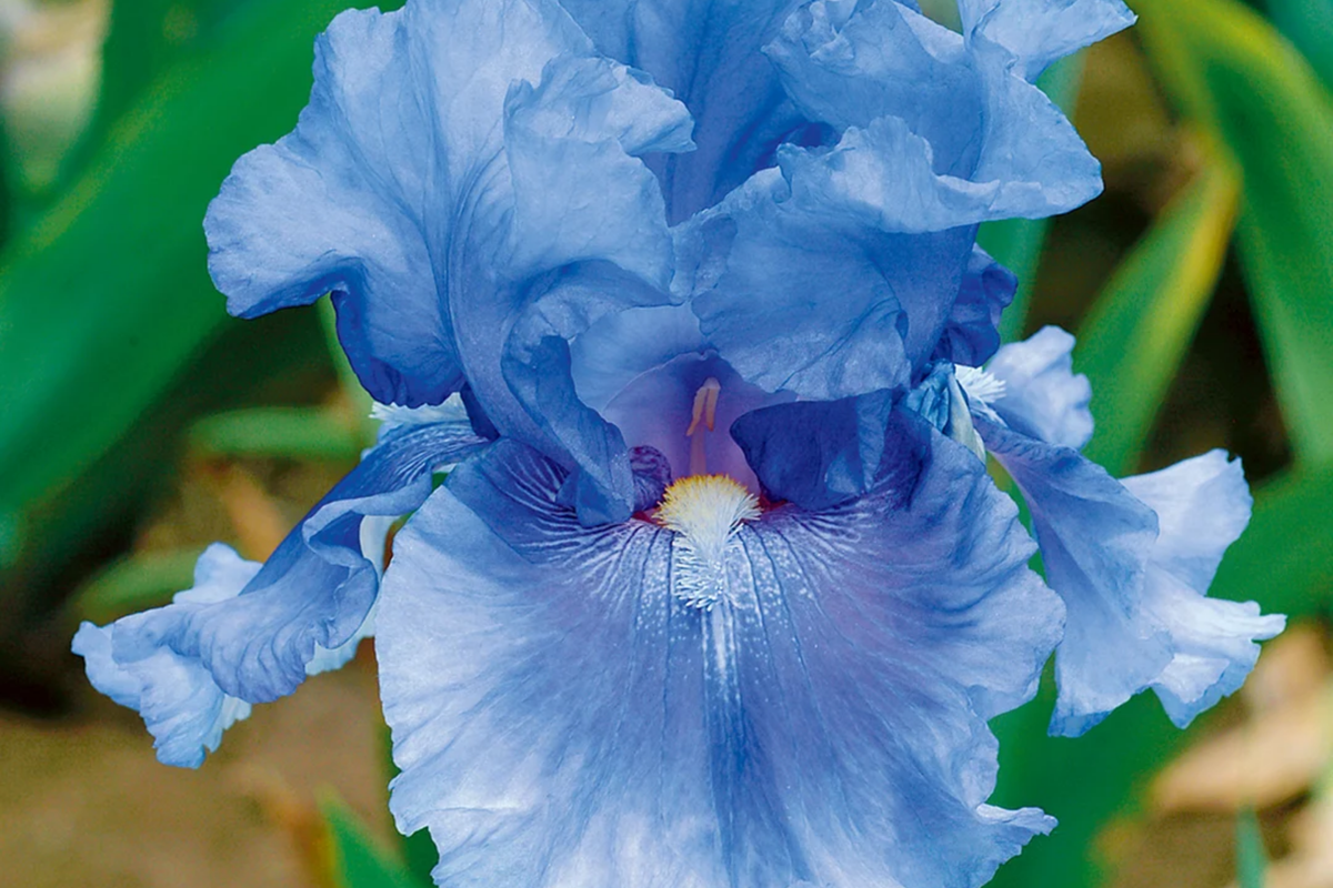 Easter Candy Iris Plant Quart Pot | Bicolor Blue & Yellow Flowers | Perennial Deer Resistant | Iris 'Easter Candy'
