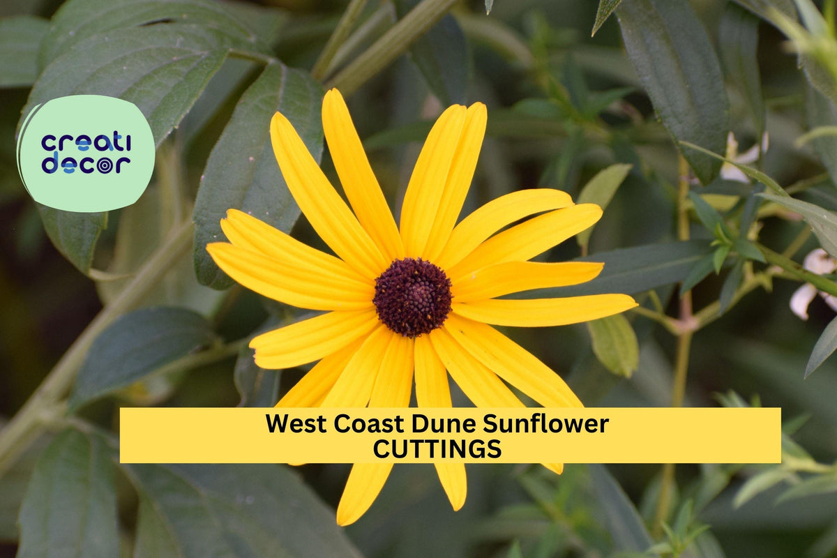 Christmas Cactus Starter Plant - Miss Shimano - Schlumbergera Truncata - Well-Rooted Indoor Cactus for Holiday Decor