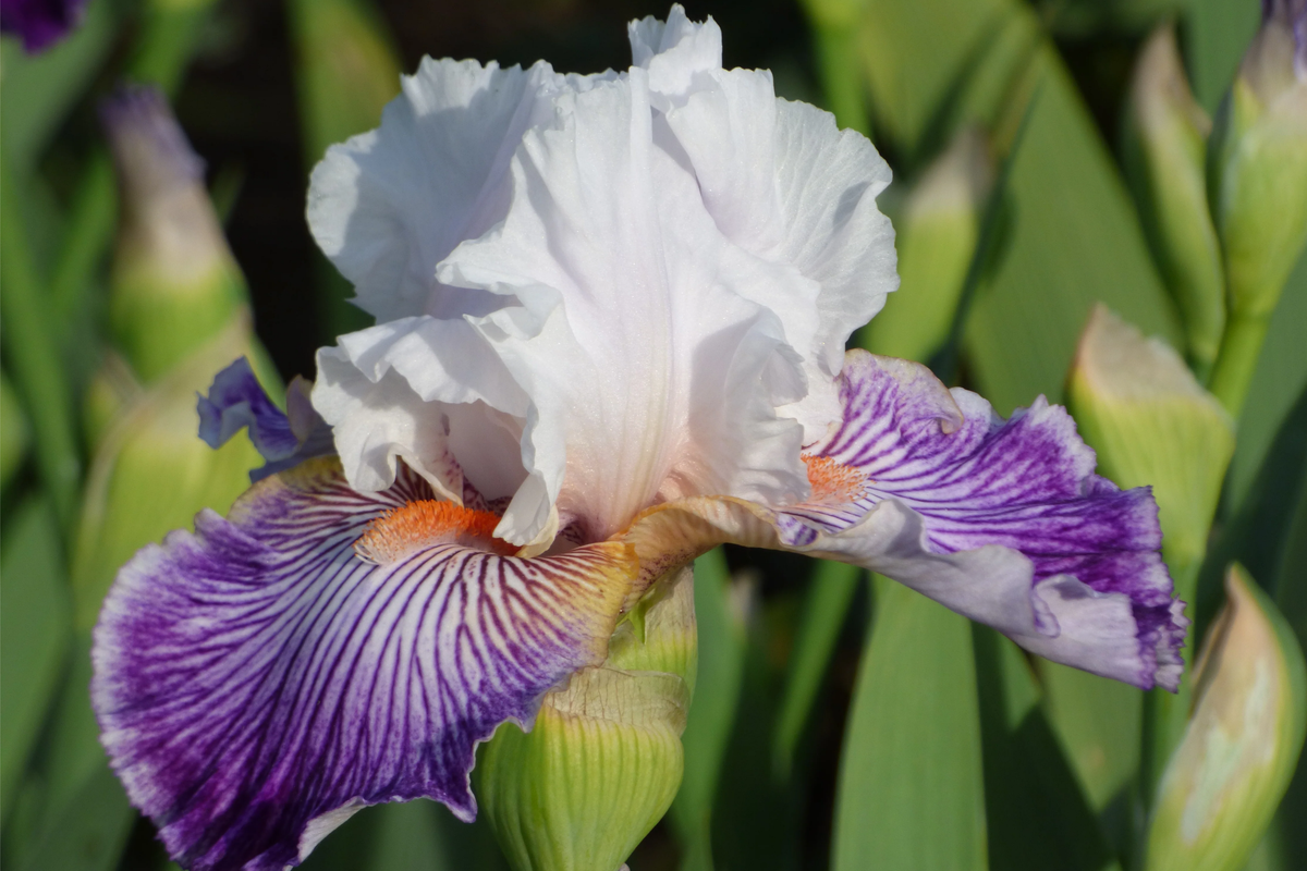 Crows Feet Iris Plant Quart Pot | Fragrant Purple & White Blooms | Perennial Bearded Iris | Iris germanica ‘Crows Feet’