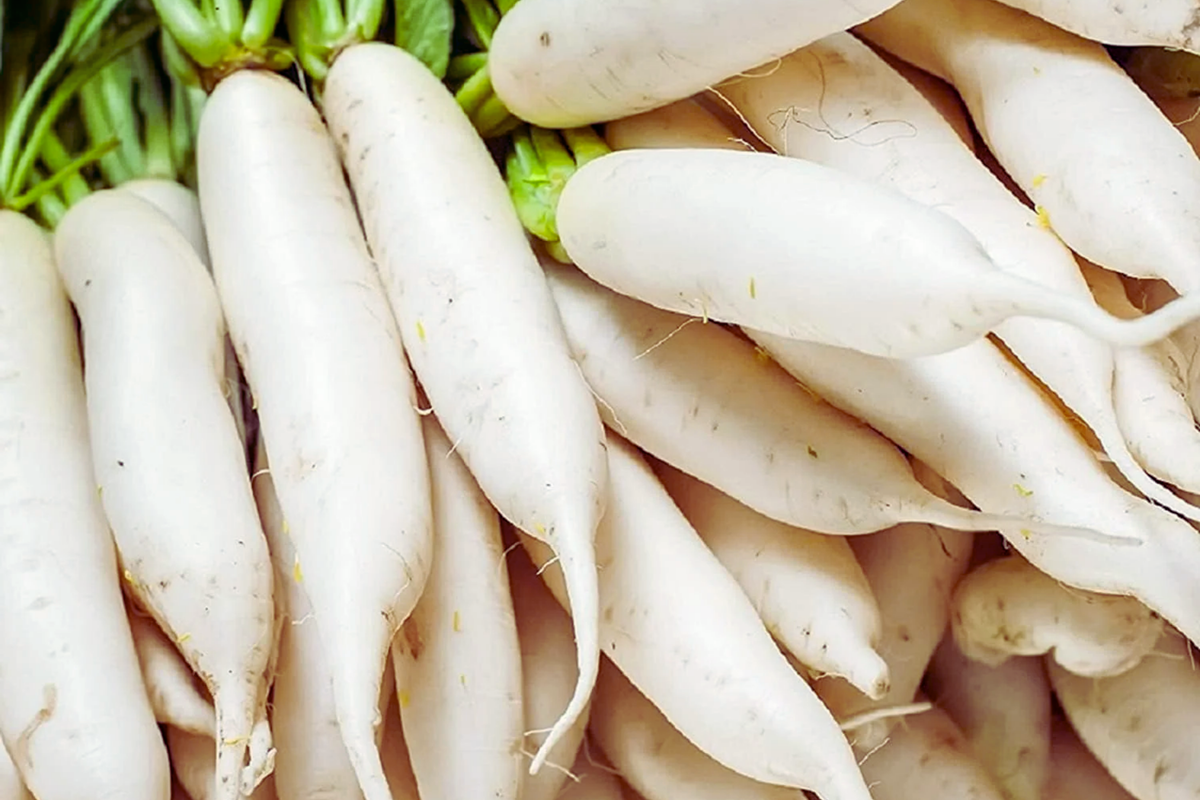 Long White Radish Seeds - 300+ Non-GMO Heirloom Seeds for Garden Planting - Raphanus sativus