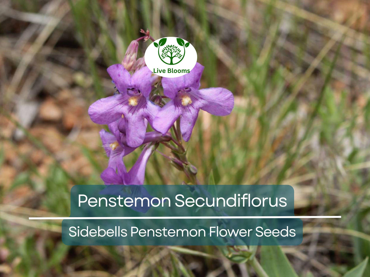100 mg Seeds Penstemon Secundiflorus, Sidebells Penstemon, Drought-Tolerant Native Wildflower for Xeriscaping & Gardens