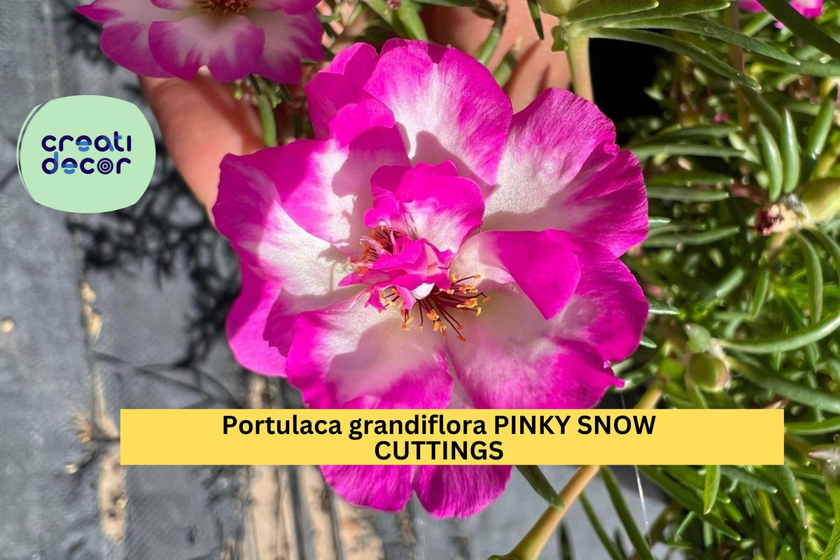 Christmas Cactus Starter Plant - Miss Shimano - Schlumbergera Truncata - Well-Rooted Indoor Cactus for Holiday Decor
