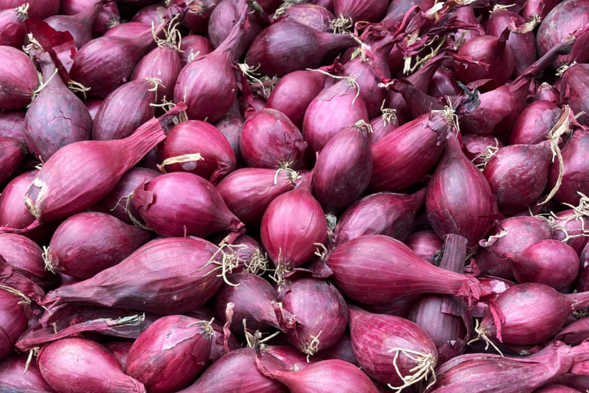 Red Onion Sets 8 oz. Red Baron Variety Allium cepa Non-GMO Long-Day Storage Onion Bulbs for Cooking & Gardening