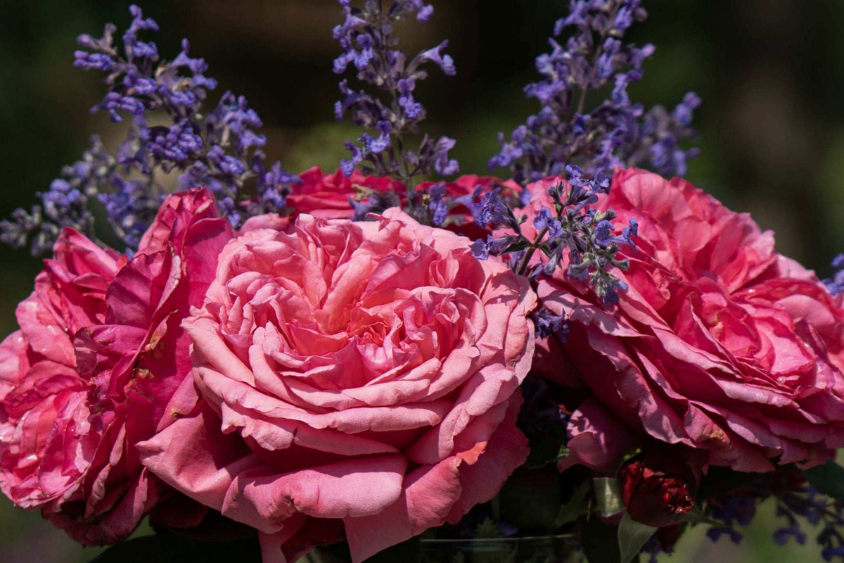 Loves Me Loves Me Not Rose - 1.5 Gal Pot - Deep Pink Hybrid Tea - Rosa ‘Loves Me Loves Me Not’ - Fragrant, Reblooming, Own-Root