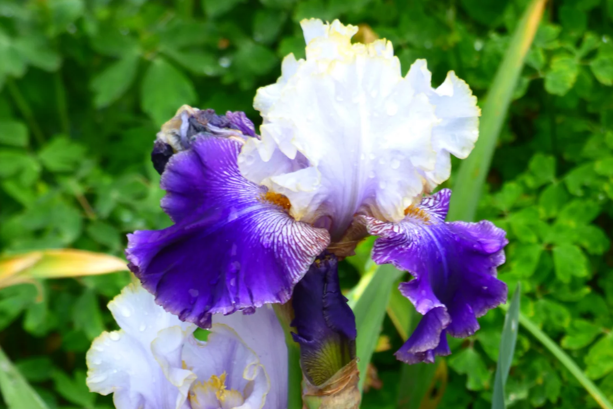 Slovak Prince Iris Quart Pot | Fragrant Purple, White & Gold Flowers | Deer-Resistant Perennial | Iris germanica ‘Slovak Prince’