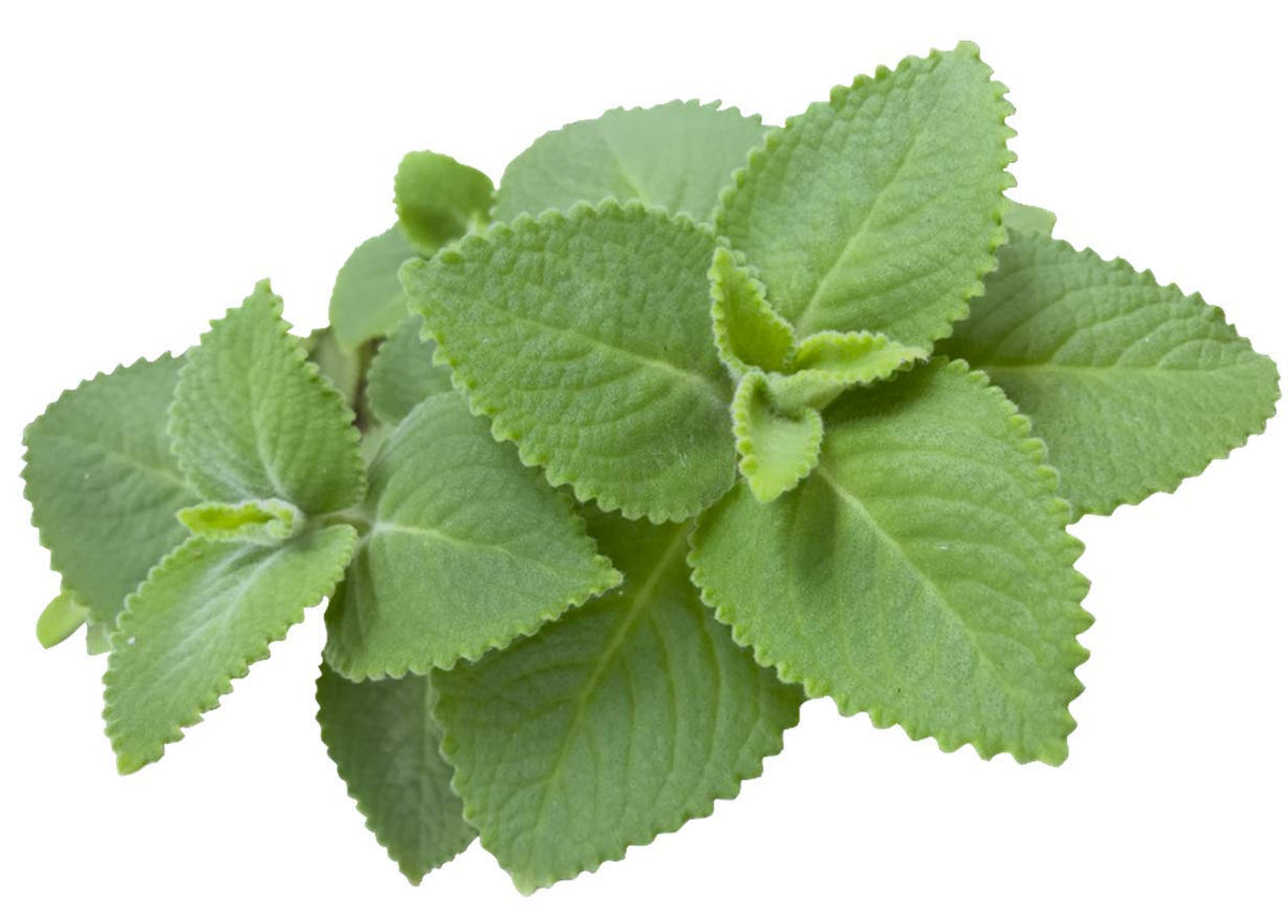 Organic Cuban Oregano Plant 5-7” | Plectranthus Amboinicus | Culinary & Medicinal Herb | Indian Borage, Mexican Mint