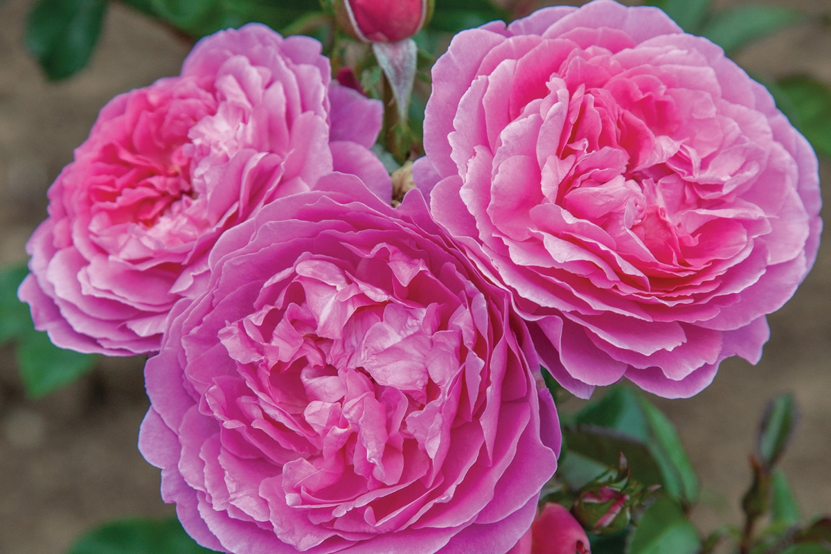 Floribunda Rose 1.5 Gal Pot Orchid Romance Pink-Lavender Rosa ‘Orchid Romance™’ Reblooming Disease-Resistant Zones 5-10