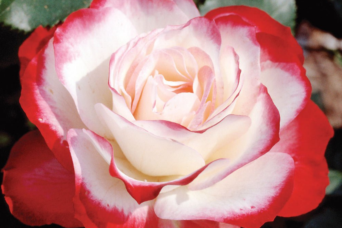 Cherry Parfait Rose - 1.5 Gal Pot - Fragrant Red & White Grandiflora - Rosa ‘MEIsponge’ - Own-Root, Disease-Resistant, Zones 5-10