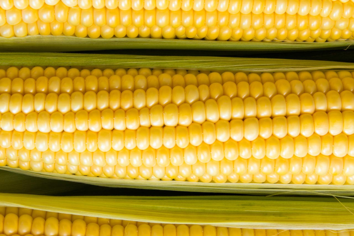 Baby Corn Seeds - Non-GMO Heirloom for Pickling - Zea mays - Fresh Garden Seeds for Home Gardening & Preserving