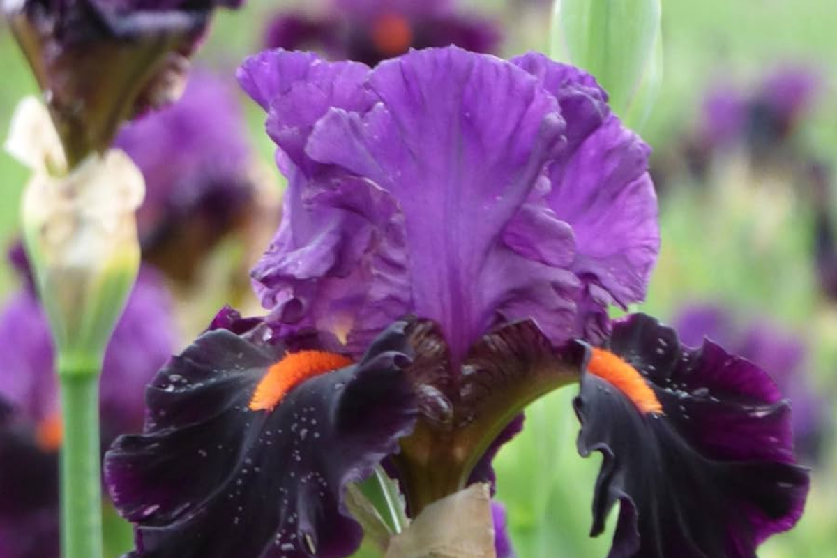 Sharp Dressed Man Iris Quart Pot | Fragrant Black-Purple Bearded Iris | Iris germanica | Deer-Resistant, Drought-Tolerant, Zones 3-10