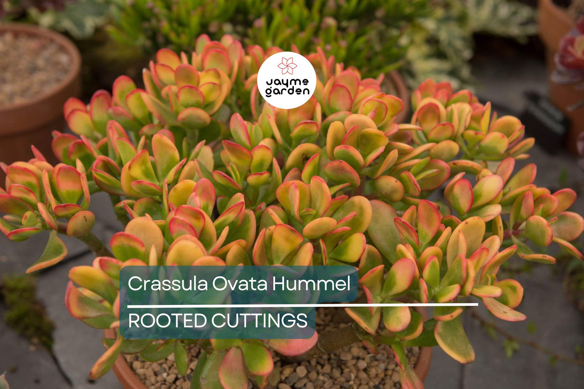 Christmas Cactus Starter Plant - Miss Shimano - Schlumbergera Truncata - Well-Rooted Indoor Cactus for Holiday Decor