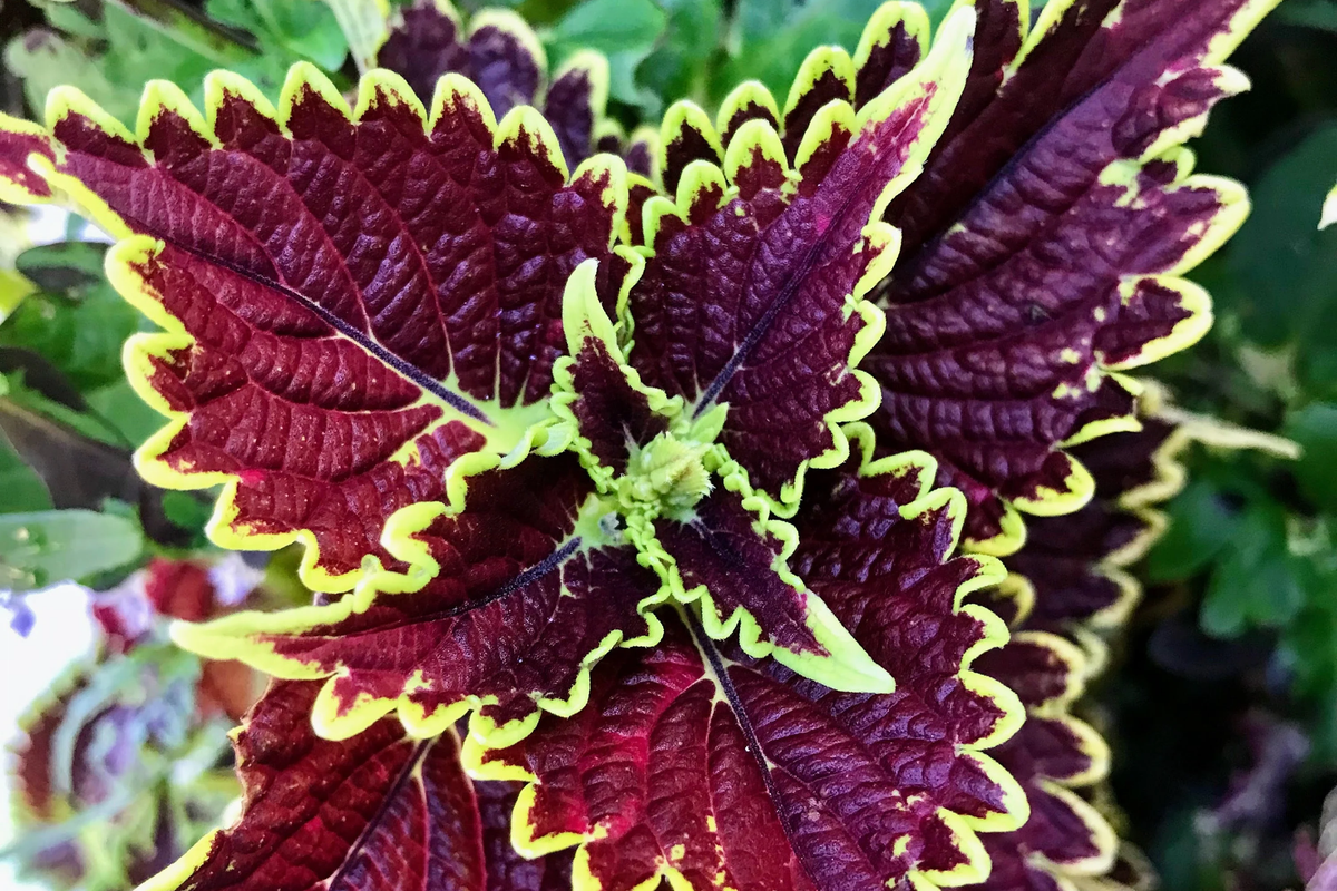 Felix Coleus Rooted Cutting | Colorful Foliage Starter Plant | Plectranthus scutellarioides | Easy Care Indoor & Outdoor