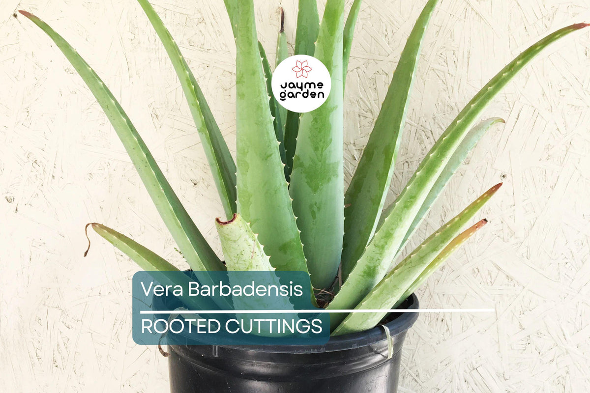 Christmas Cactus Starter Plant - Miss Shimano - Schlumbergera Truncata - Well-Rooted Indoor Cactus for Holiday Decor