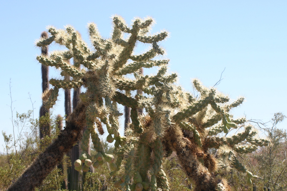 Opuntia Fulgida Cactus Cuttings - 2 Fresh Chain Fruit Cholla (6-9") - Treated with Rootone for Easy Rooting - Hardy & Drought Tolerant