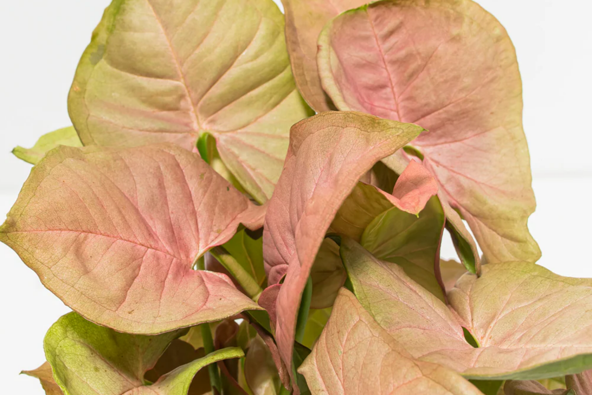 Neon Robusta Pink Syngonium Cutting 6" Arrowhead Vine Philodendron Syngonium Podophyllum Easy Care Houseplant
