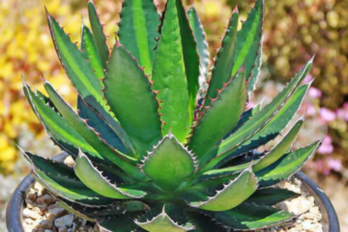 Agave Lophantha 'Splendida' Starter Plant - Rare Center Stripe Succulent - 3" Tall - Hardy Drought-Tolerant Agave