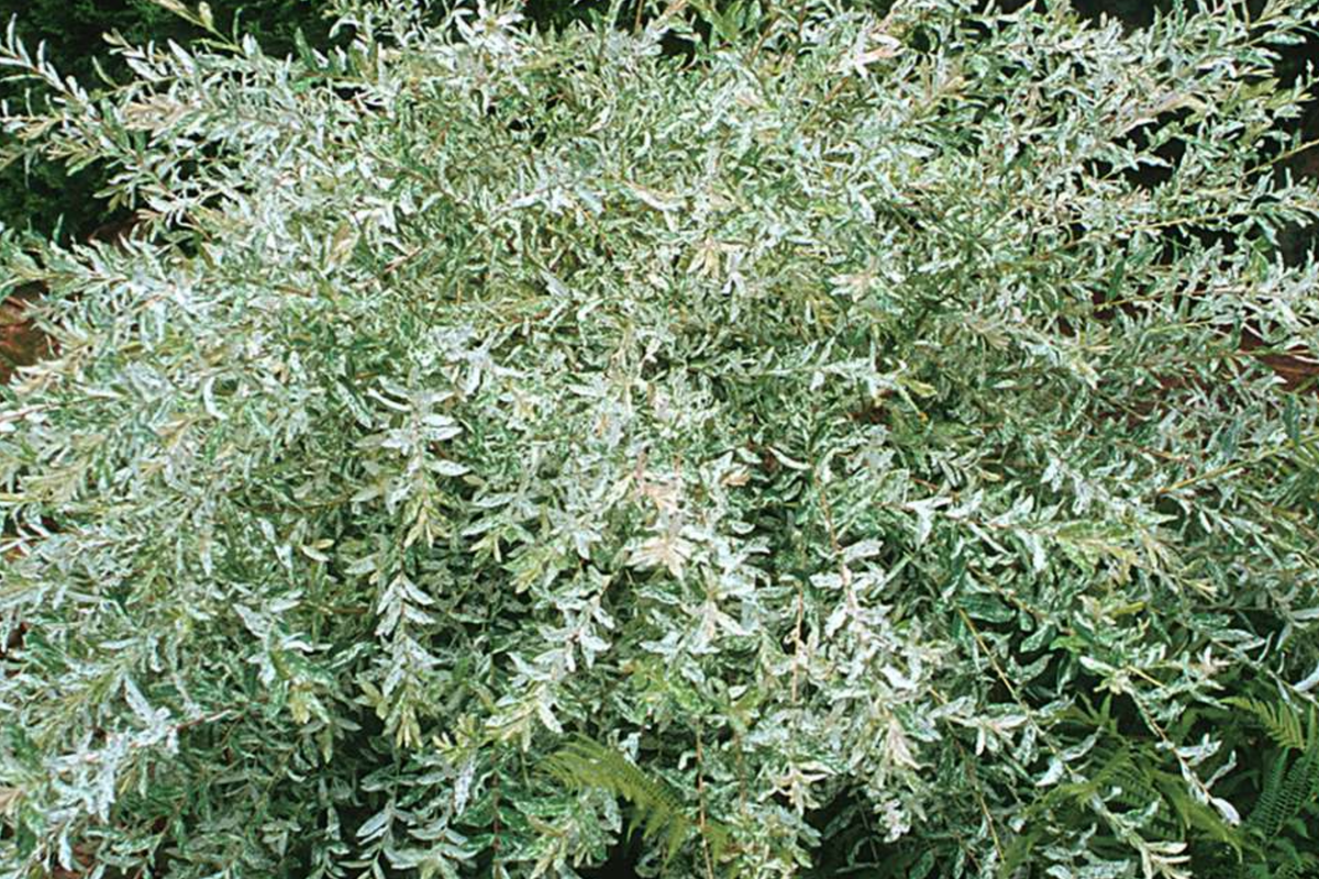25+ Nishiki Dappled Willow Cuttings 8-10" - Fast Growing, Easy to Root, Variegated Foliage, Salix integra 'Hakuro Nishiki'