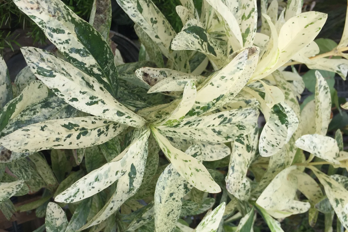 Thai Snow Ixora Starter Plant - Variegated White Flower - Ixora sp. 'Thai Snow' - Tropical Houseplant - Rooted (2-8" Tall)