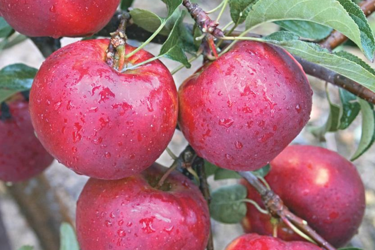 Pixie Crisp Apple Tree Scion Cuttings 6-10" for Grafting Malus domestica 'Pixie Crisp' Premium Fresh Wood High-Yield