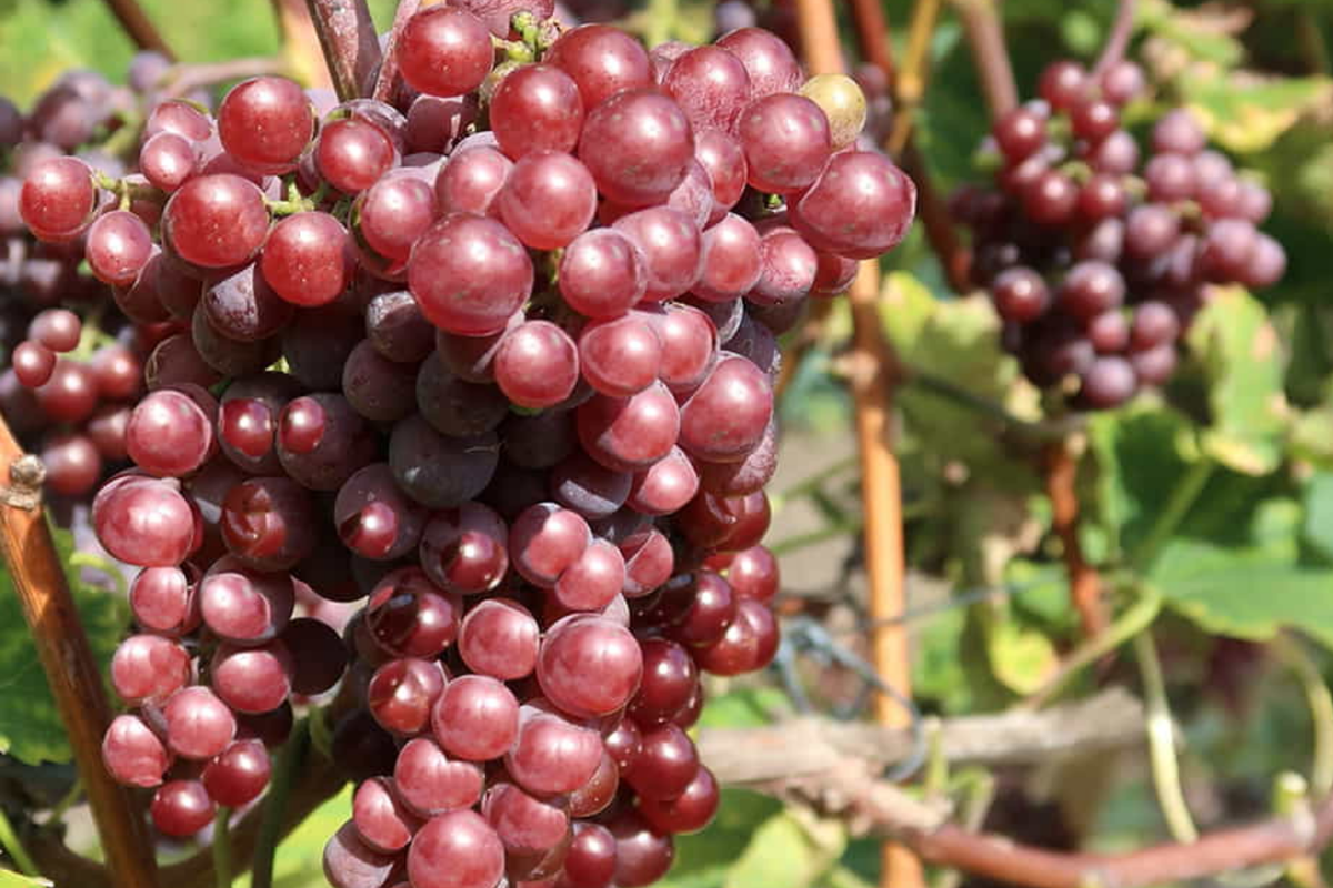 Catawba Grape Vine Cuttings - 7 Fresh 10" Stems (2-3 Nodes) for Rooting - Vitis labrusca 'Catawba' - Hardy & Productive Vines
