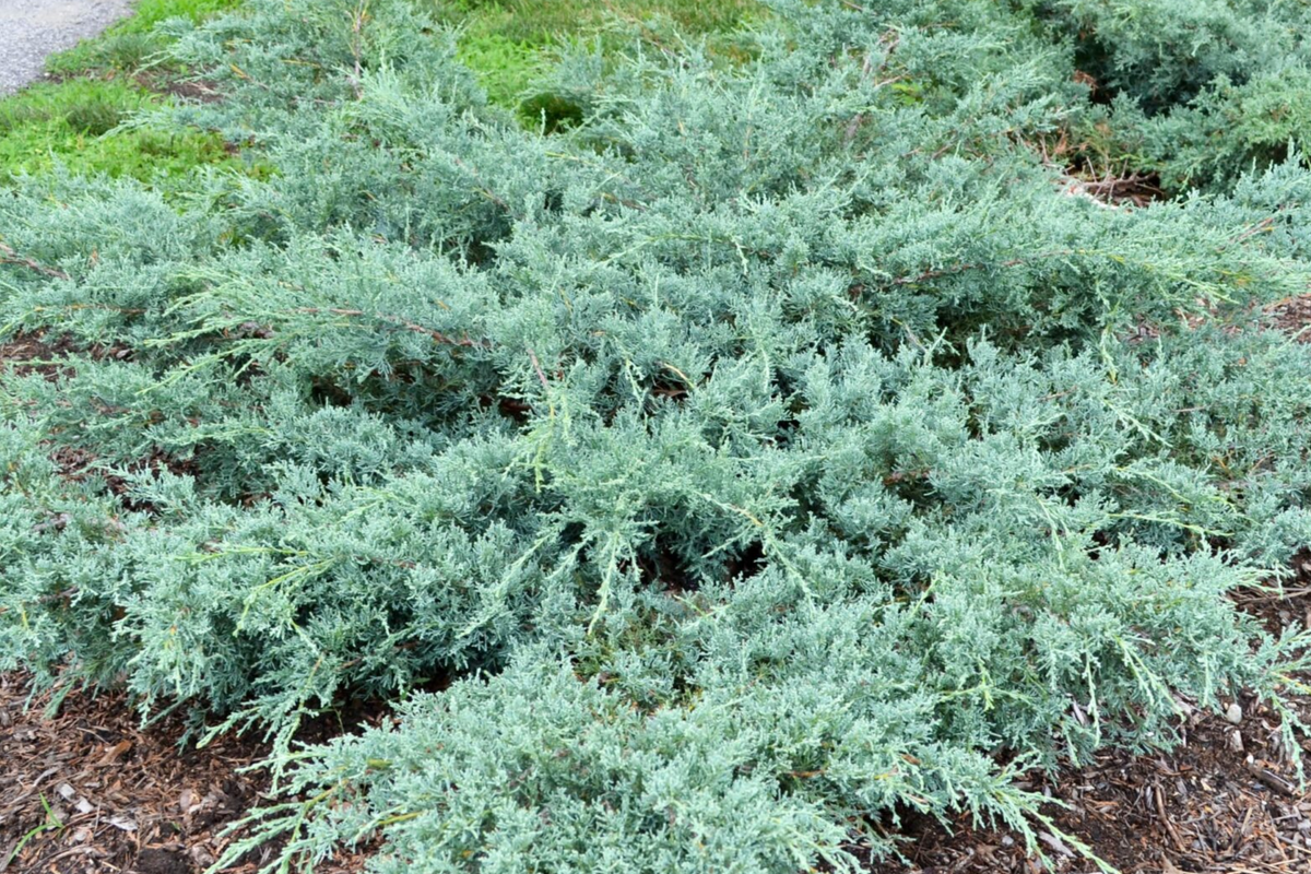 10 Fresh Cuttings Grey Owl Juniper 5-7" - Juniperus virginiana 'Grey Owl' - Silvery Grey Evergreen Drought Tolerant Shrub