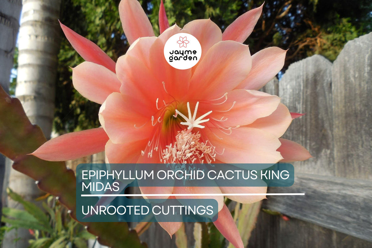 Christmas Cactus Starter Plant - Miss Shimano - Schlumbergera Truncata - Well-Rooted Indoor Cactus for Holiday Decor