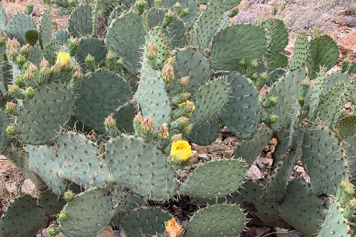 Opuntia Engelmannii Cactus Cutting 6-9 Inches - Yellow Flower Prickly Pear, Rootone Treated, Drought-Tolerant Plant