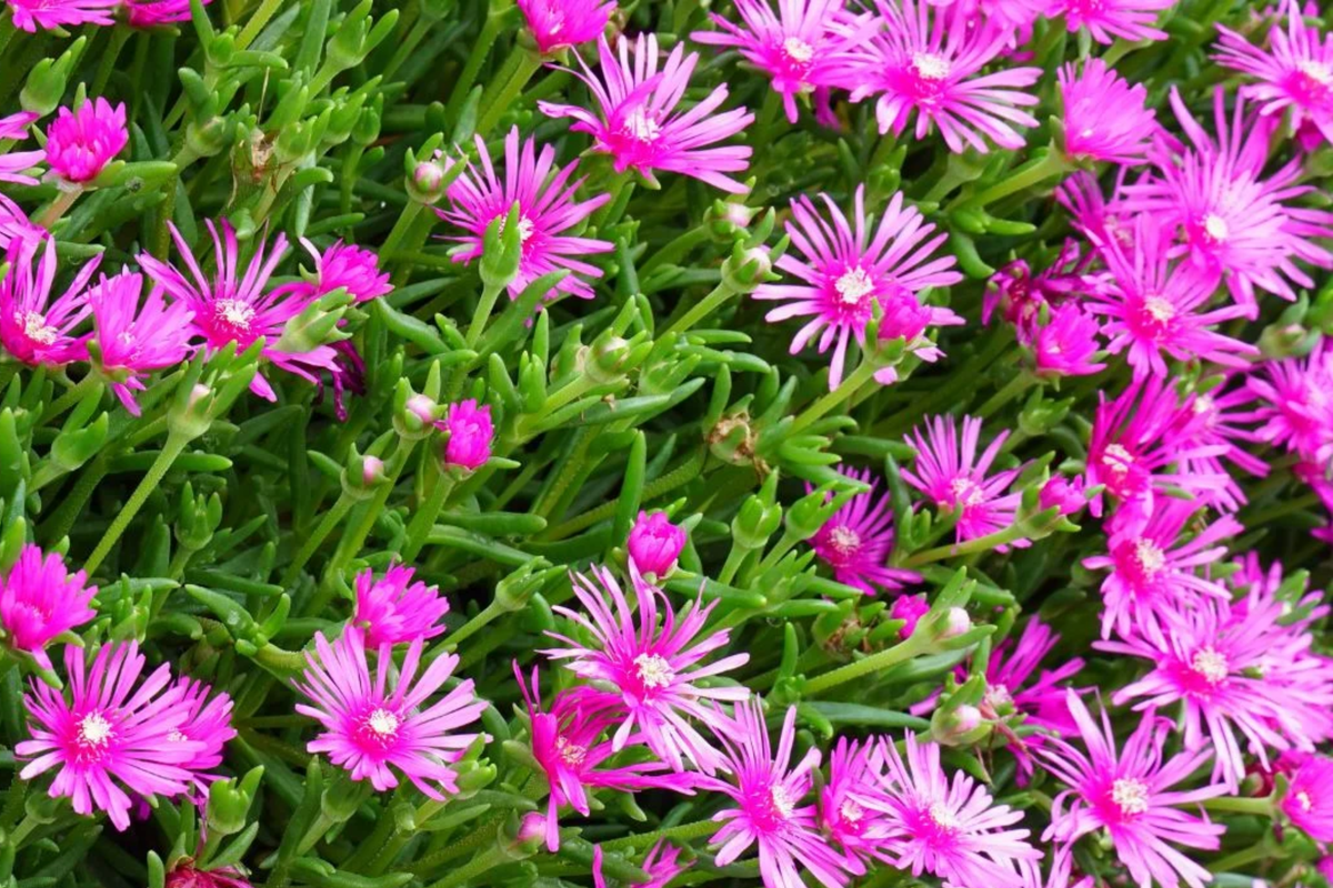 Magenta Hardy Ice Plant Cuttings - 5 Unrooted Delosperma Cooperi for Drought-Tolerant Ground Cover, Sun-Loving Succulent