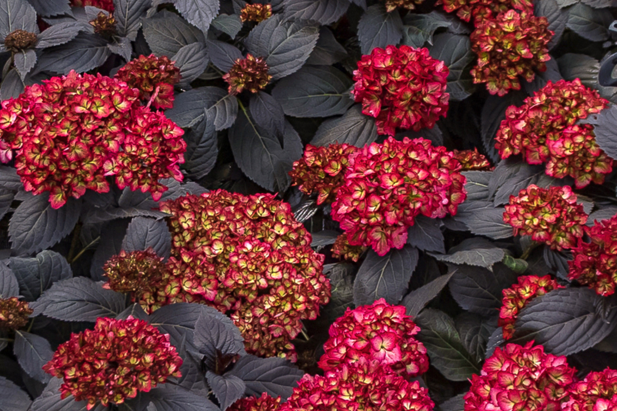Super Rare Hydrangea Cuttings - 3 Fresh Black Knight Cuttings for Rooting, Hydrangea macrophylla 'Black Knight'