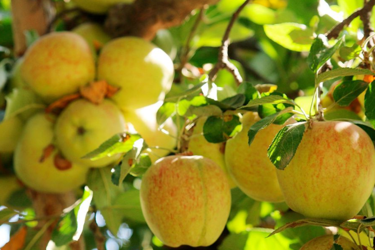 Honeygold Apple Scions 6-10" - Fresh Grafting Cuttings for Malus domestica 'Honeygold' - High-Yield Fruit Tree Starter Plant