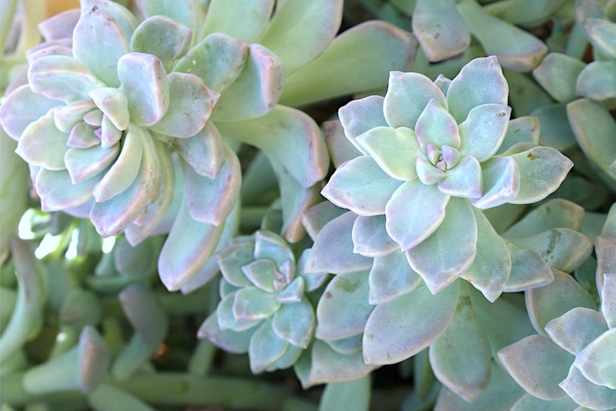 Graptopetalum Ghost Plant 4"-6" Rooted Succulent - Graptopetalum paraguayense - Drought-Resistant Ornamental Succulent