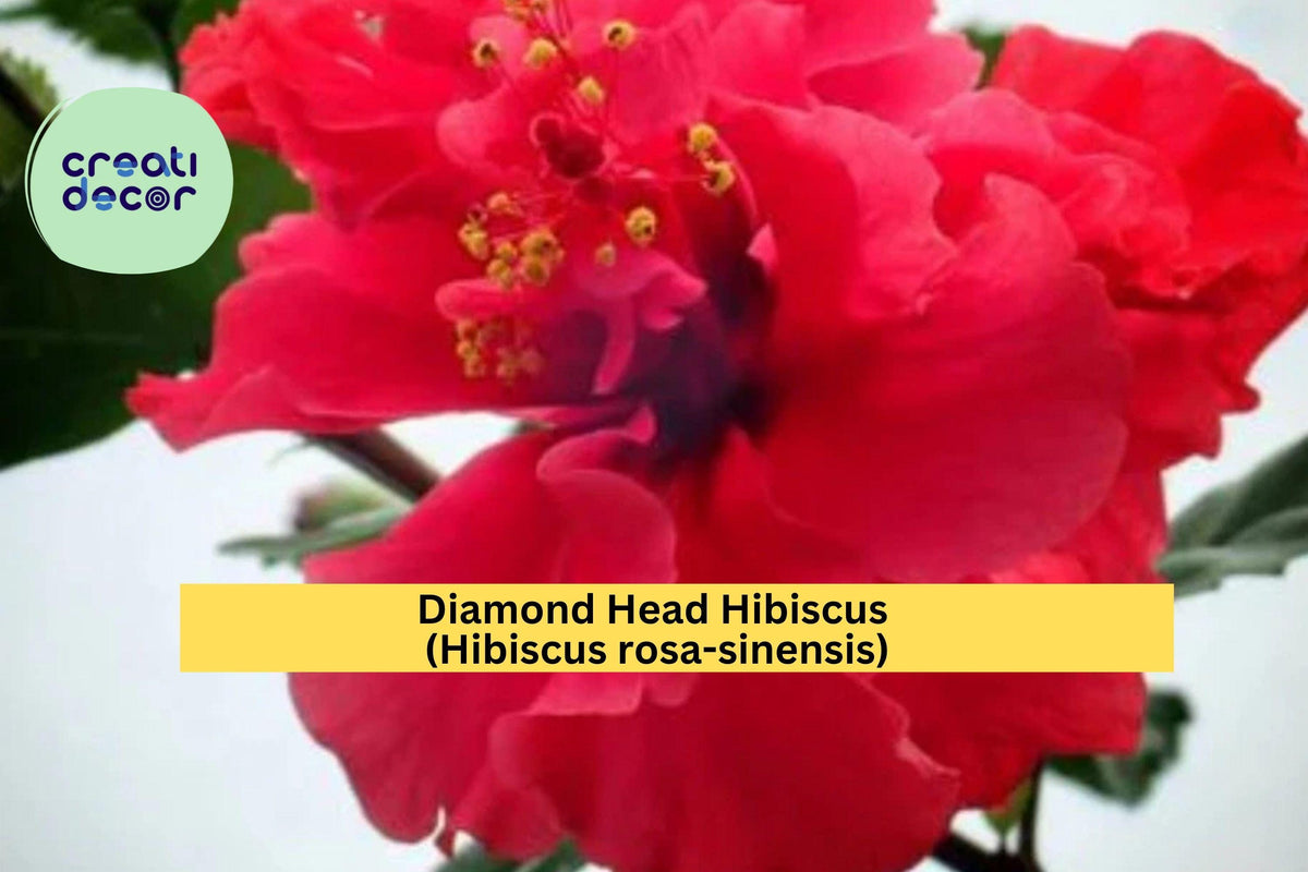 Christmas Cactus Starter Plant - Miss Shimano - Schlumbergera Truncata - Well-Rooted Indoor Cactus for Holiday Decor