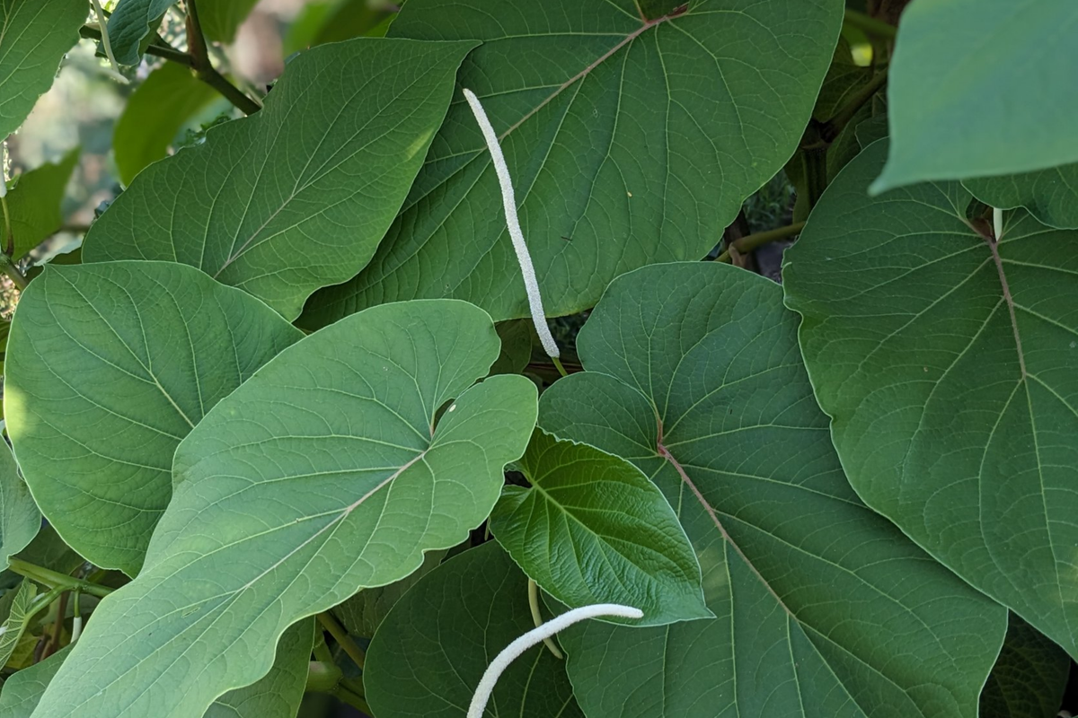 2 Live Piper Auritum Root Beer Plants - Hoja Santa - Edible Mexican Pepperleaf - Aromatic Culinary Herb - Tropical Plant
