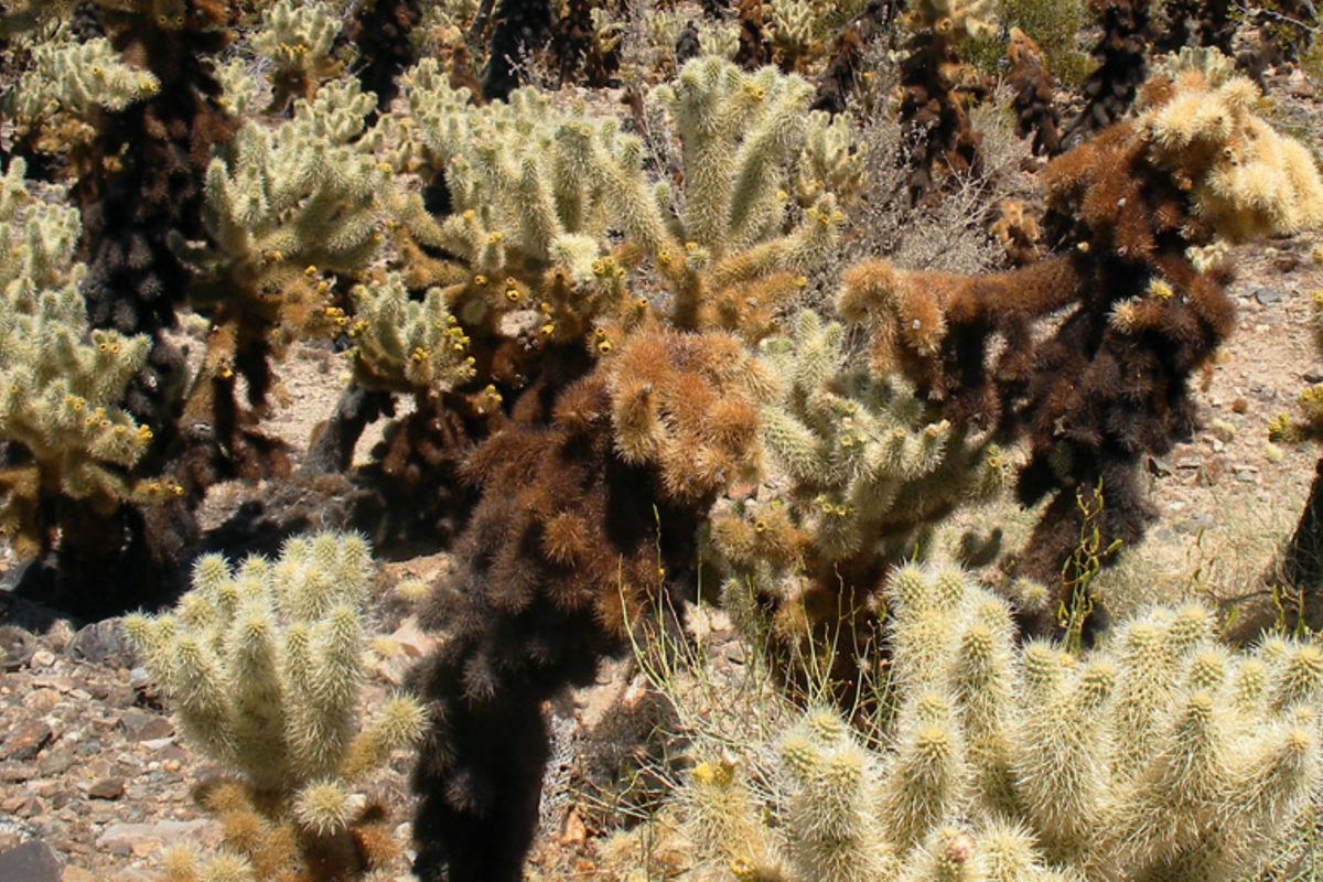 Cylindropuntia Bigelovii Teddy Bear Cholla Cactus Cutting Segment 3-5" Long | Prickly Green Indoor/Outdoor Cactus Plant