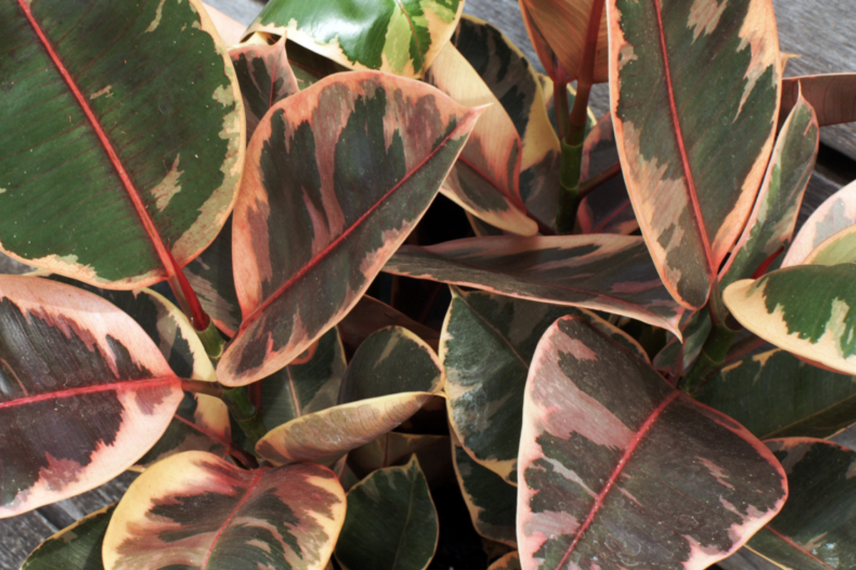 Ruby Rubber Plant Cuttings - 3 Fresh Cuttings, Ficus elastica 'Ruby', Variegated Leaves, Indoor Plant Starter