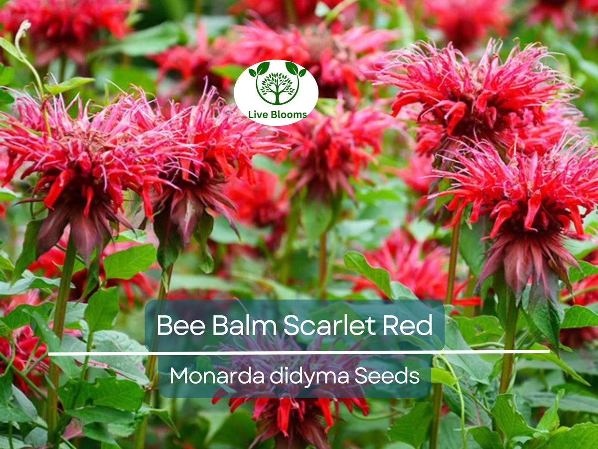 20 Bee Balm Seeds - Scarlet Red Blooms, Hummingbird-Friendly, Non-GMO, Monarda Didyma, Perennial Garden Flower