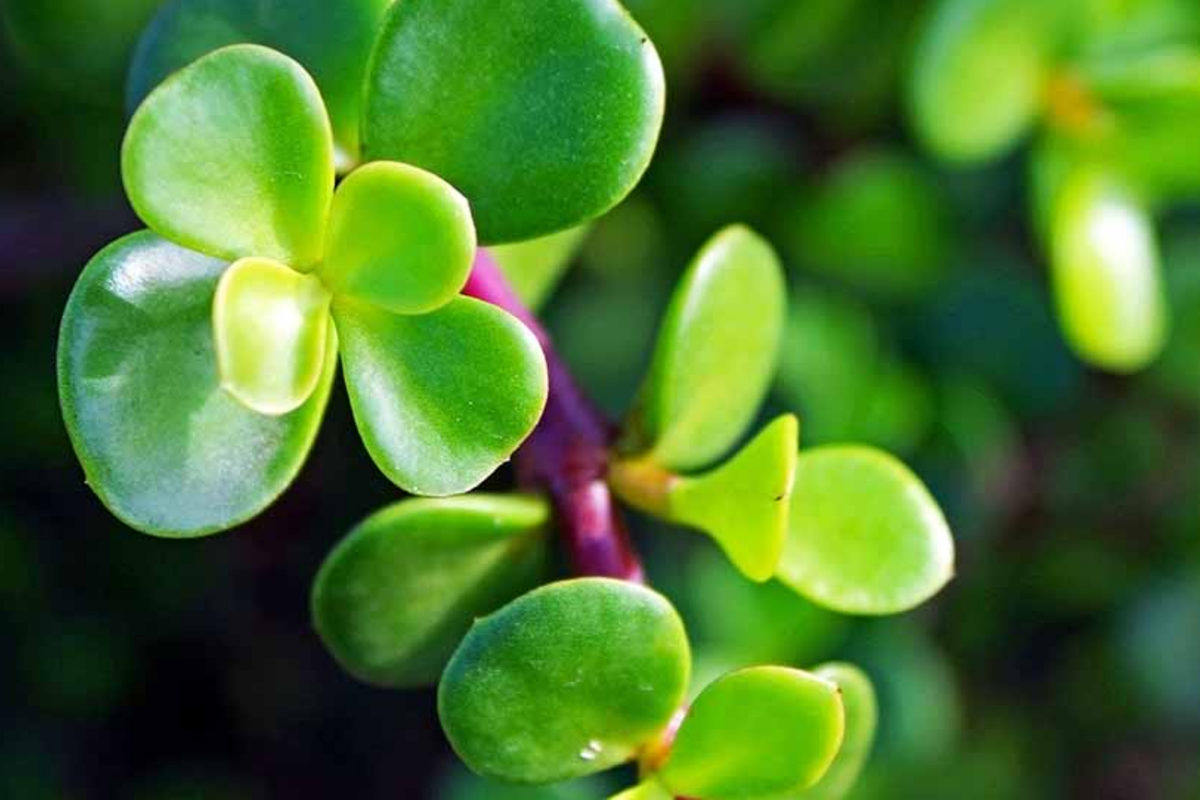 Elephant Bush Cuttings 11 Pack | Dwarf Jade Succulent | Green & Red Stems | Portulacaria Afra | Easy to Grow Plant