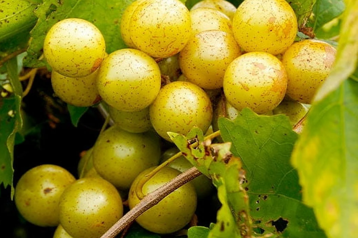 Carlos Bronze Muscadine Grape Plant | 4-8" Live TC | Vitis | Self-Fertile, Edible Wine & Juice Vine, Cold Hardy, Disease Resistant