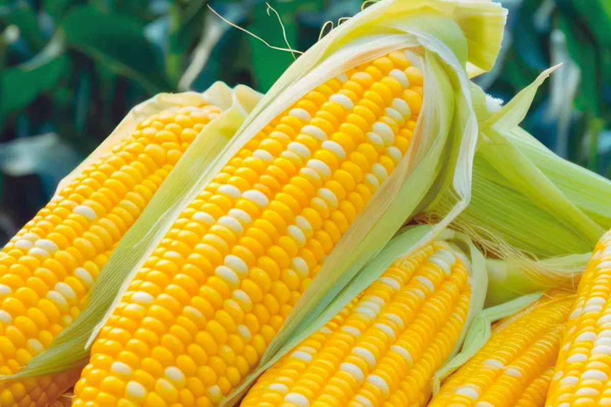Sweet Corn Seeds - 50 Non-GMO Serendipity Variety - Heirloom Quality - Zea mays for Home Gardening